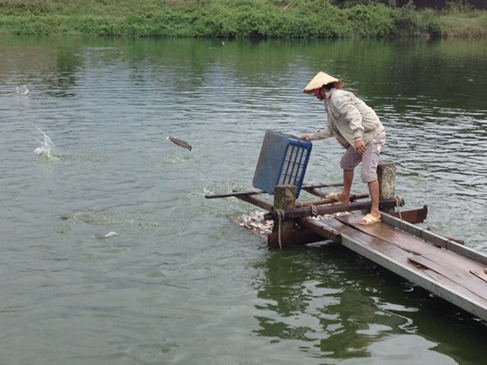 Phát huy tiềm năng nuôi trồng, khai thác thủy hải sản